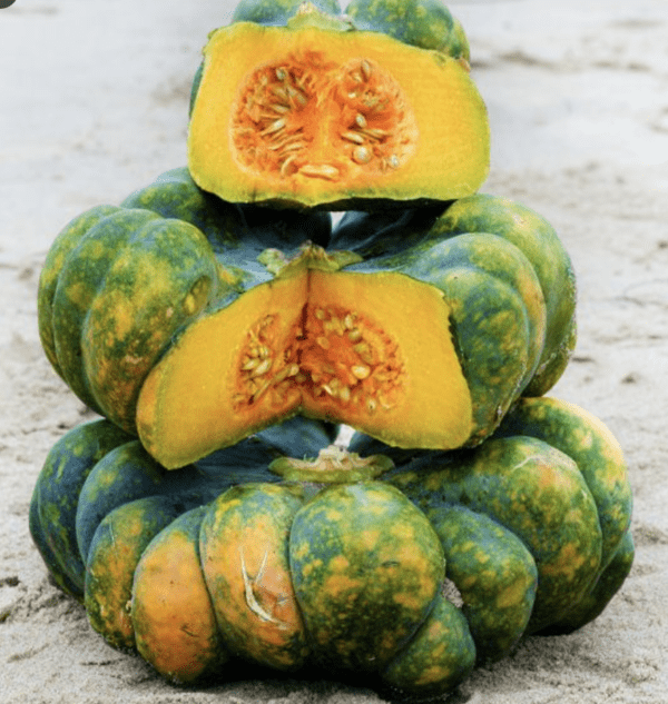 Squash - Winter - Yuxi Jiang Bing Gua  (3.25" pot)